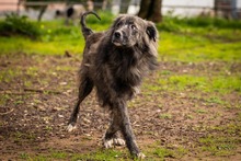 KEVIN, Hund, Herdenschutzhund-Mix in Italien - Bild 10