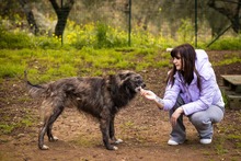 KEVIN, Hund, Herdenschutzhund-Mix in Italien - Bild 11