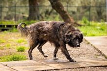 KEVIN, Hund, Herdenschutzhund-Mix in Italien - Bild 2