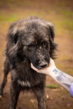 KEVIN, Hund, Herdenschutzhund-Mix in Italien - Bild 3