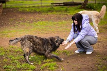 KEVIN, Hund, Herdenschutzhund-Mix in Italien - Bild 4