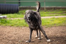 KEVIN, Hund, Herdenschutzhund-Mix in Italien - Bild 5