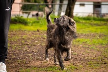 KEVIN, Hund, Herdenschutzhund-Mix in Italien - Bild 6