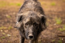 KEVIN, Hund, Herdenschutzhund-Mix in Italien - Bild 7