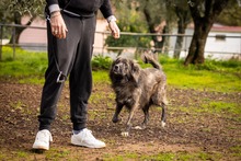 KEVIN, Hund, Herdenschutzhund-Mix in Italien - Bild 8
