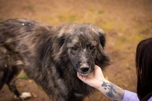 KEVIN, Hund, Herdenschutzhund-Mix in Italien - Bild 9