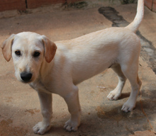 EZRA, Hund, Mischlingshund in Portugal - Bild 2