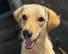NELIO, Hund, Labrador-Mix in Kroatien