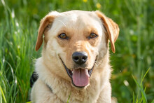 NELIO, Hund, Labrador-Mix in Mittweida