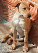 ELIAS, Hund, Mischlingshund in Portugal - Bild 1