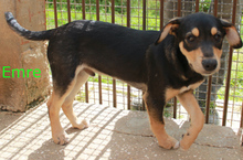 ELIAS, Hund, Mischlingshund in Portugal - Bild 2