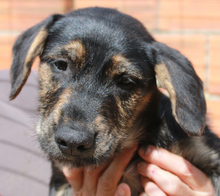 ELIAS, Hund, Mischlingshund in Portugal - Bild 3