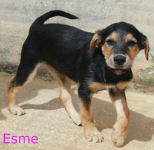 ELIAS, Hund, Mischlingshund in Portugal - Bild 4