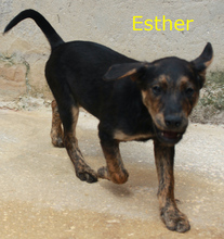 ELIAS, Hund, Mischlingshund in Portugal - Bild 5