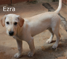 ELIAS, Hund, Mischlingshund in Portugal - Bild 6