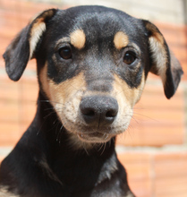 EMRE, Hund, Mischlingshund in Portugal - Bild 1