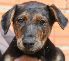 ESTHER, Hund, Mischlingshund in Portugal - Bild 1