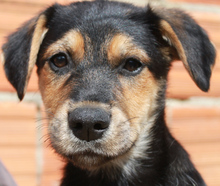 ESME, Hund, Mischlingshund in Portugal - Bild 1
