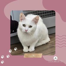 LUMI, Katze, Europäisch Kurzhaar in Bulgarien - Bild 1