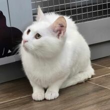 LUMI, Katze, Europäisch Kurzhaar in Bulgarien - Bild 2