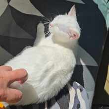LUMI, Katze, Europäisch Kurzhaar in Bulgarien - Bild 3