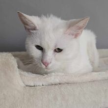 LUMI, Katze, Europäisch Kurzhaar in Bulgarien - Bild 4