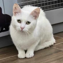 LUMI, Katze, Europäisch Kurzhaar in Bulgarien - Bild 5