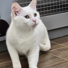 LUMI, Katze, Europäisch Kurzhaar in Bulgarien - Bild 6