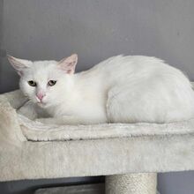 LUMI, Katze, Europäisch Kurzhaar in Bulgarien - Bild 7