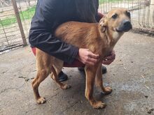 KLAUSI, Hund, Mischlingshund in Rumänien - Bild 2