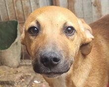 KLAUSI, Hund, Mischlingshund in Rumänien - Bild 6