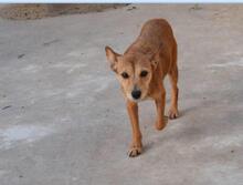 BILMA, Hund, Podenco in Spanien - Bild 1