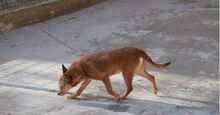 BILMA, Hund, Podenco in Spanien - Bild 2
