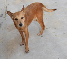 BILMA, Hund, Podenco in Spanien - Bild 3