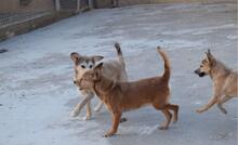 BILMA, Hund, Podenco in Spanien - Bild 4