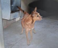 BILMA, Hund, Podenco in Spanien - Bild 5