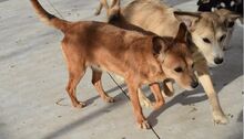 BILMA, Hund, Podenco in Spanien - Bild 6