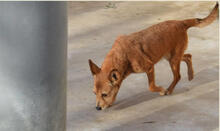 BILMA, Hund, Podenco in Spanien - Bild 7