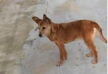 BILMA, Hund, Podenco in Spanien - Bild 8