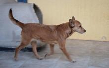 BILMA, Hund, Podenco in Spanien - Bild 9