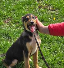 LILLY, Hund, Mischlingshund in Bulgarien