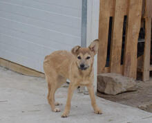 BLUMA, Hund, Podenco-Mix in Spanien - Bild 1