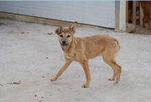 BLUMA, Hund, Podenco-Mix in Spanien - Bild 2