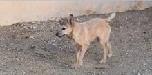 BLUMA, Hund, Podenco-Mix in Spanien - Bild 3