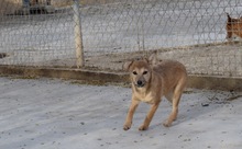 BLUMA, Hund, Podenco-Mix in Spanien - Bild 4