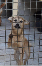 BLUMA, Hund, Podenco-Mix in Spanien - Bild 5