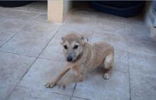BLUMA, Hund, Podenco-Mix in Spanien - Bild 6