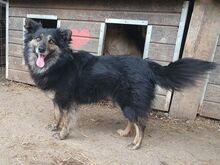 UMA, Hund, Mischlingshund in Leichlingen - Bild 2