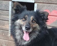 UMA, Hund, Mischlingshund in Leichlingen - Bild 3