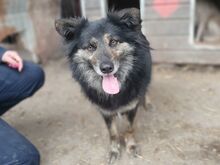 UMA, Hund, Mischlingshund in Leichlingen - Bild 5